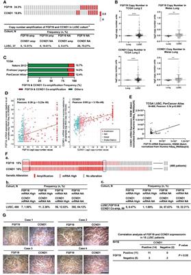 FGF19 Is Coamplified With CCND1 to Promote Proliferation in Lung Squamous Cell Carcinoma and Their Combined Inhibition Shows Improved Efficacy